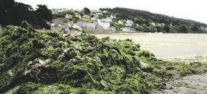 C'est beau la Bretagne sous les algues